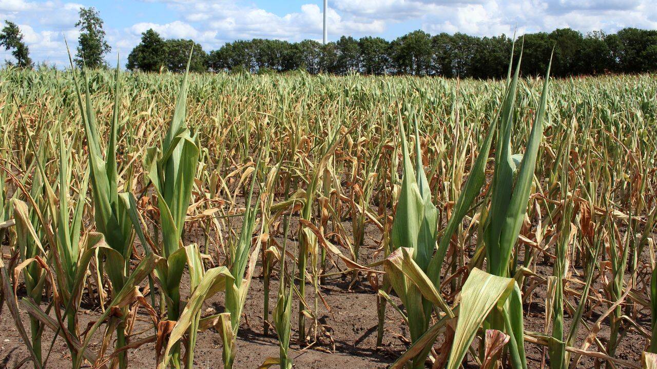 Olt: Seceta afectează peste 92.000 de hectare de porumb și floarea-soarelui